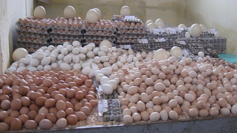 Hausse significative des prix des œufs beldi au Maroc face à l’augmentation des coûts de production